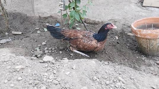lakhi amrohi cross hen