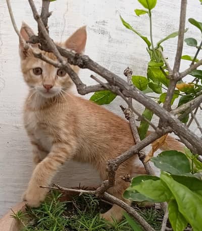 KITTENS FOR ADOPTION