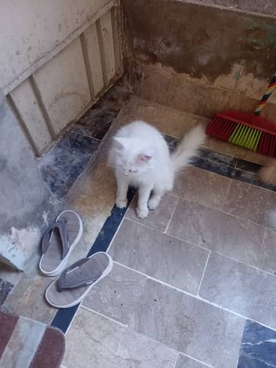 Pregnant & matted female & male sale