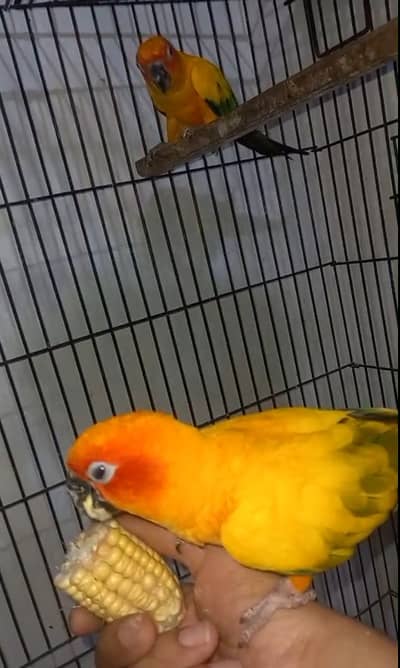 DNA SunConure Red Factor Breeder Pair