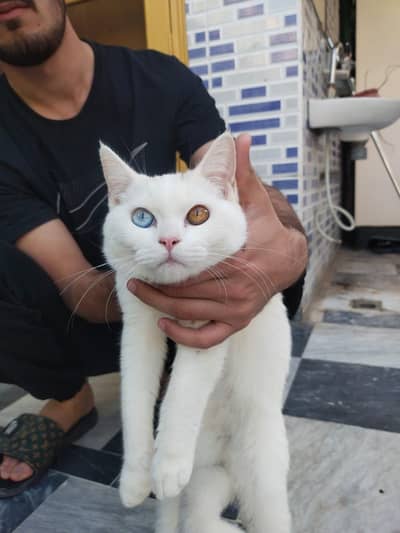 persian cats for sale