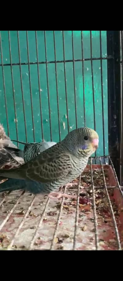 BFBW combo &  blue bf