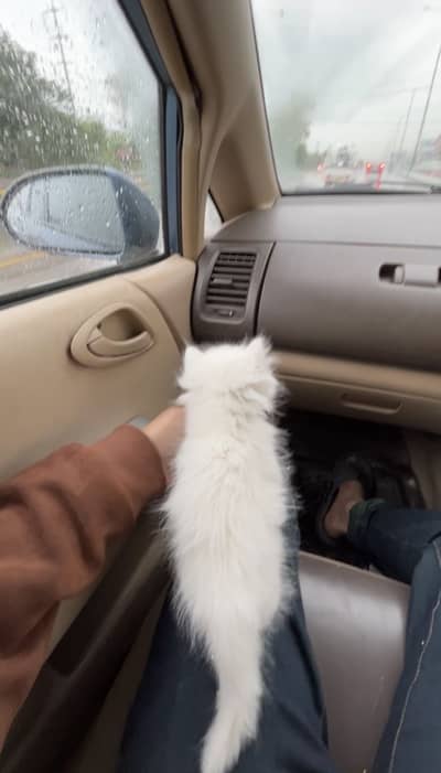 Parsian kitten very very active