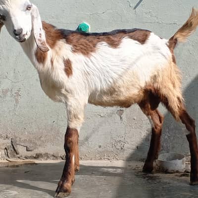 Desi Bakra Fancy Bakri sale contact 03454162260