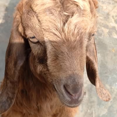 Beautiful Bakri sale contact 03454162260