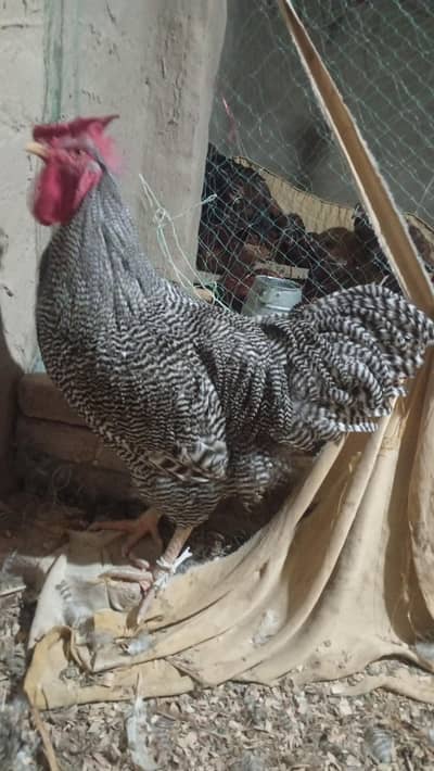 Plymouth rock heritage male best for backyard 