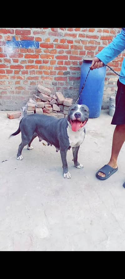 American pitbull Female