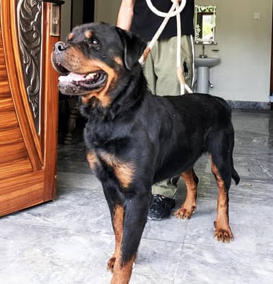 Dog Rottweiler