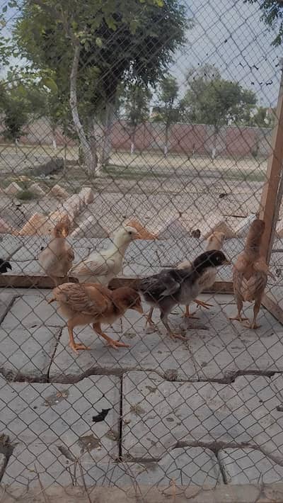 original aseel chuze