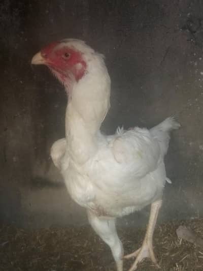 paper white shamoo female available