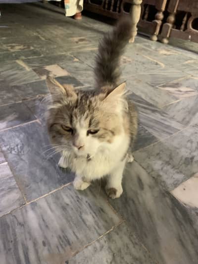 Beautiful fluffy longhair cat for sale