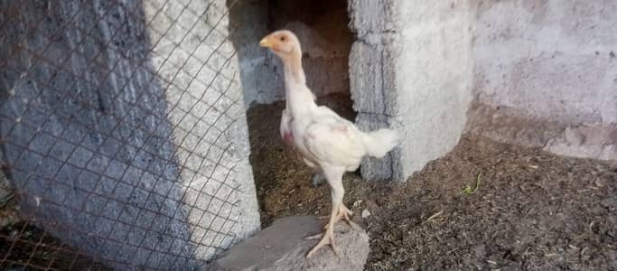 Fertile Eggs  n chicks of paper white Heera aseel fr sale.