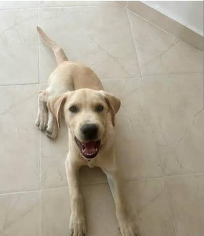 Labrador Male