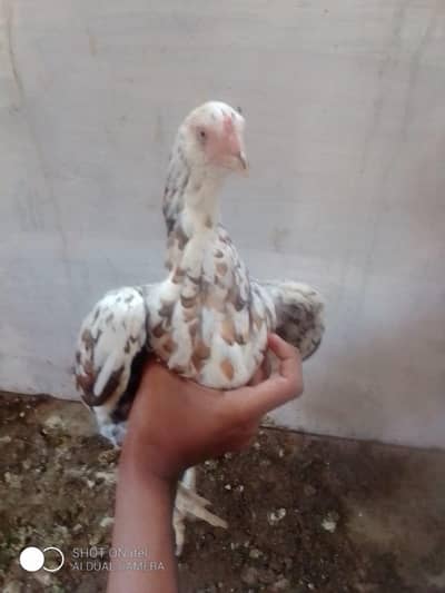 MASHALLAH GALVI MADI