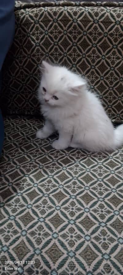 Persian kitten pair pure white