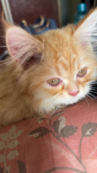 Persian kitten