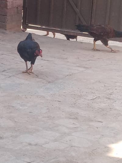 aseel hens for sale