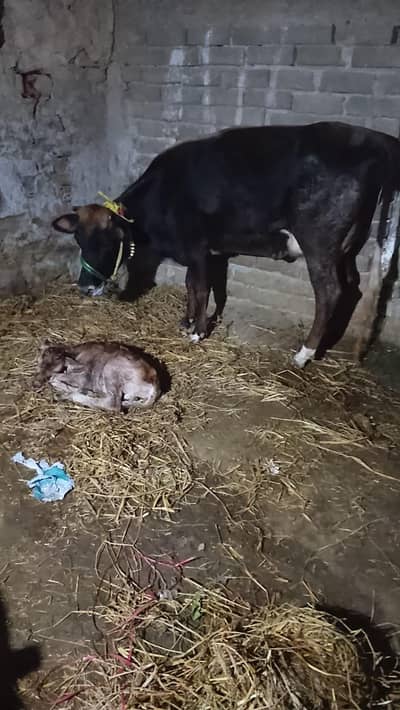 Original Jersey Cow for sale (Livestock)