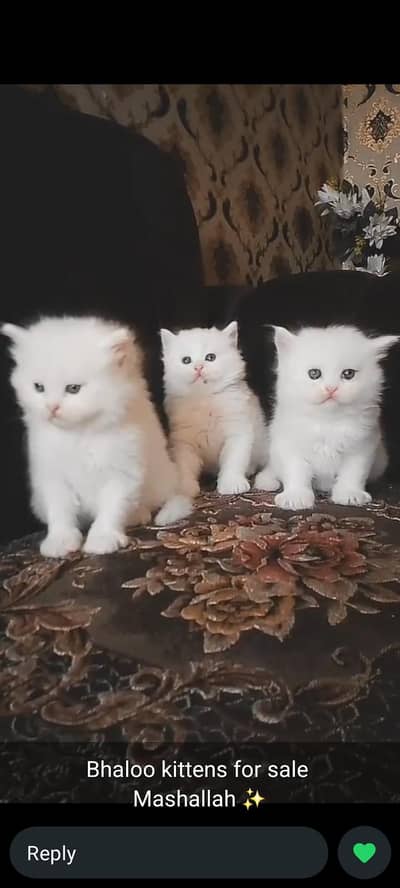 CutePaws Kittens