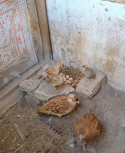 Original Breed 3 kids