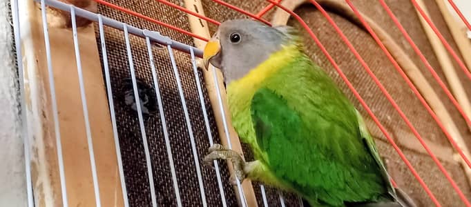plum head parrot pair for sale