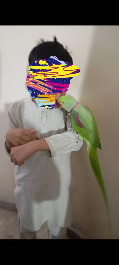 RAW PARROT HANDTAM TOKING