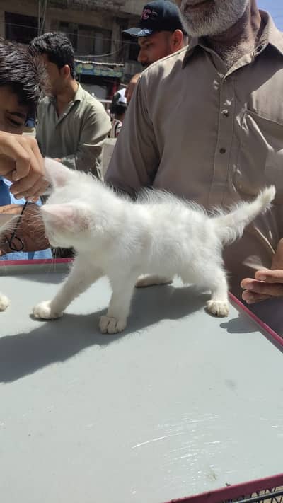 The female kitten with brown eyes and white in color