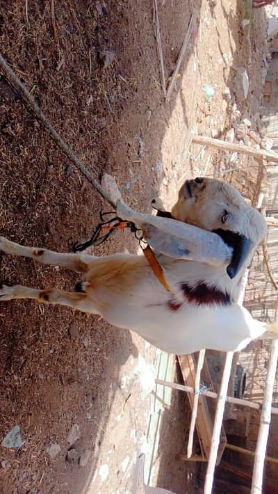 mashAllah ghr ka pala hoa fresh 2 dant hogaya hai