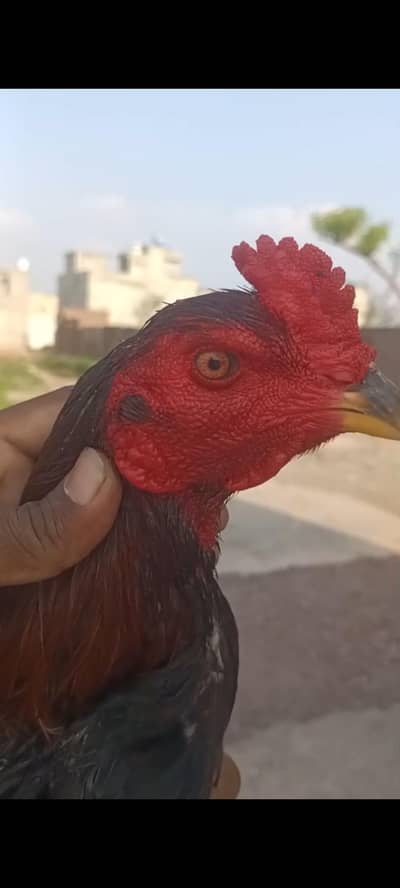 pakoya patha hard hiter