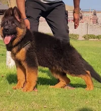 German Shepherd 03217489701