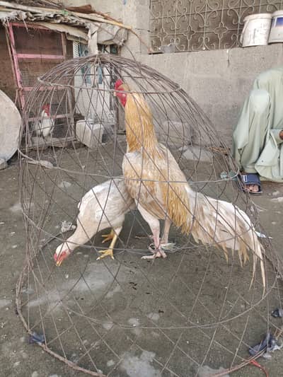 Asell Murga for sale full breeder