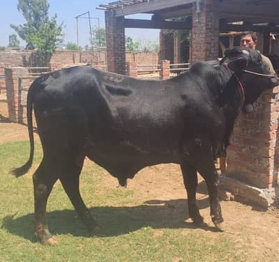 2 dant bachry / bulls / wachy for sale in Lahore
