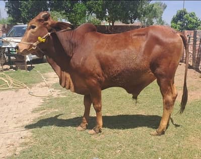 Bull / Bachra / Wacha / sahiwal bull/ Qurbani ka janwar / Qurbani 2026