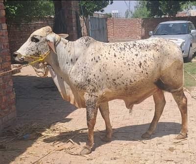 Bull / Bachra / Wacha / sahiwal bull/ Qurbani ka janwar / Qurbani 2026