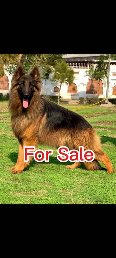 German Shepard Threpal Coart