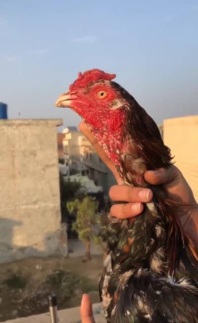 Aseel Murga Pakistani  high quality good height