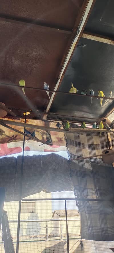 100  percent breader. . . home breed