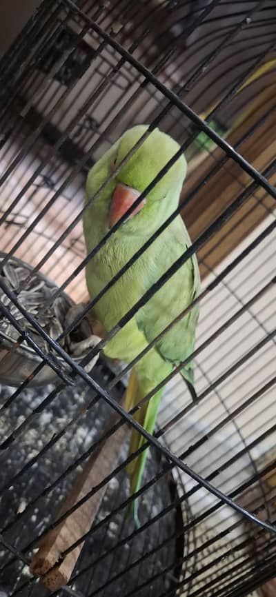 Green parrot