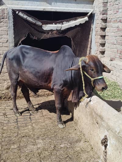 2 Bull for sell for Eid