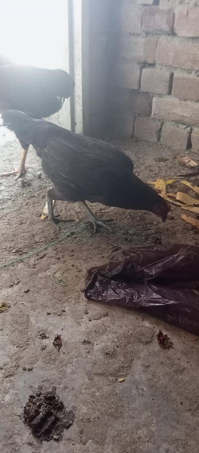 dasi murghi and guppies fish 