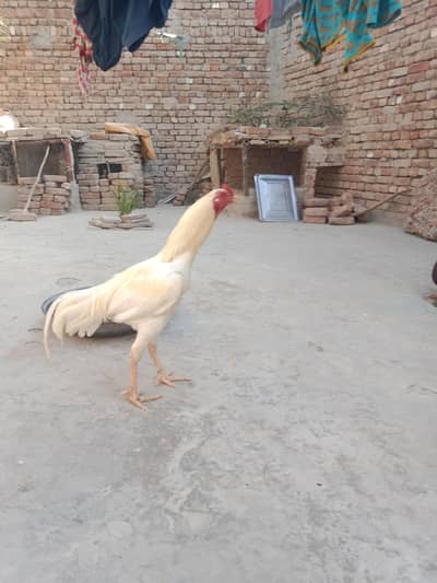 aseel murga mianwali