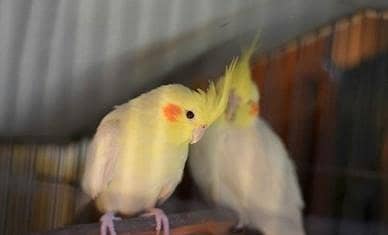budgie and cocktail
