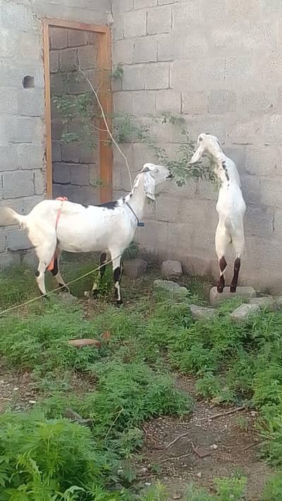 بکری ساتھ تین ماہ کا بچہ