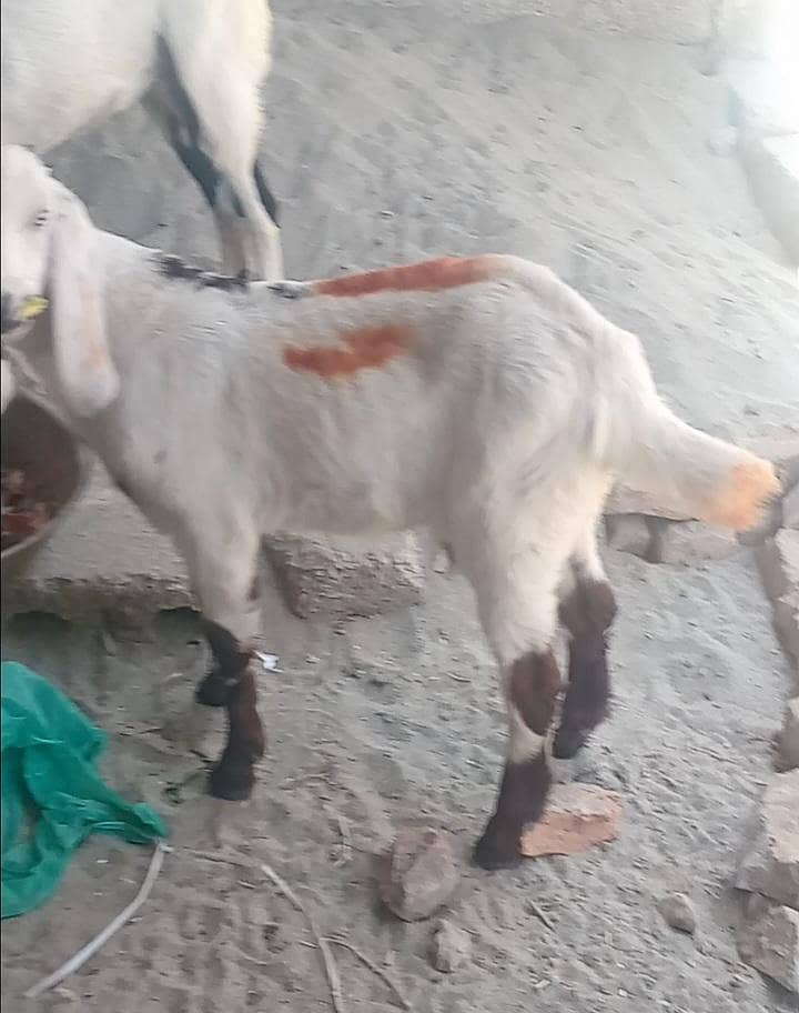 بکری ساتھ تین ماہ کا بچہ 1