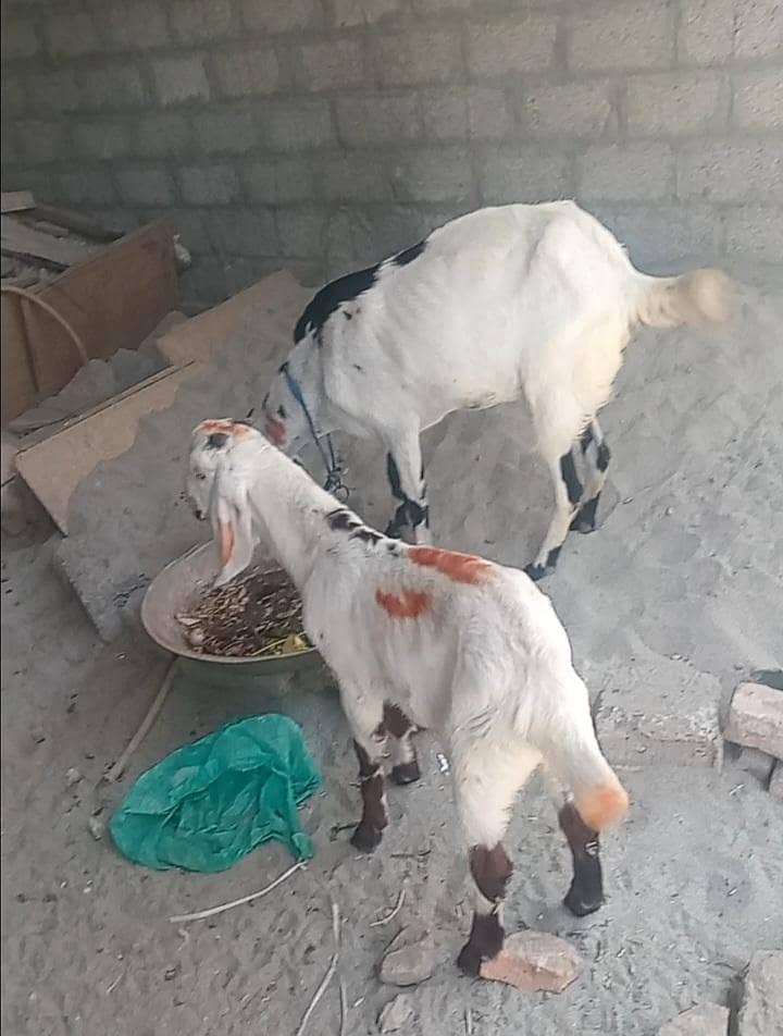 بکری ساتھ تین ماہ کا بچہ 2