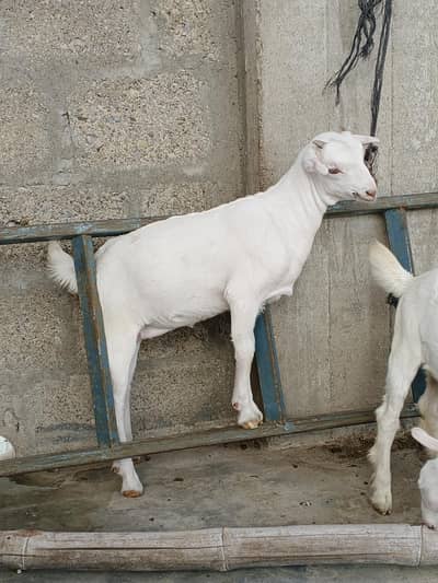Gulabi Pure Teddy Goat's