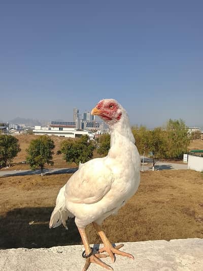 White Heera Aseel madi