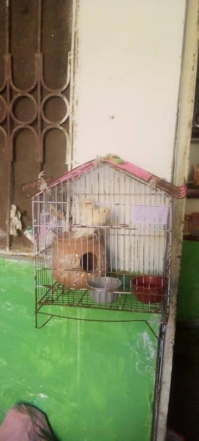 healthy white love birds breader pair urgent sale