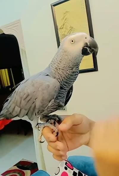 African gray tamed talkative 03156376925