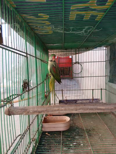 Raw Parrot Adult Male for Sale